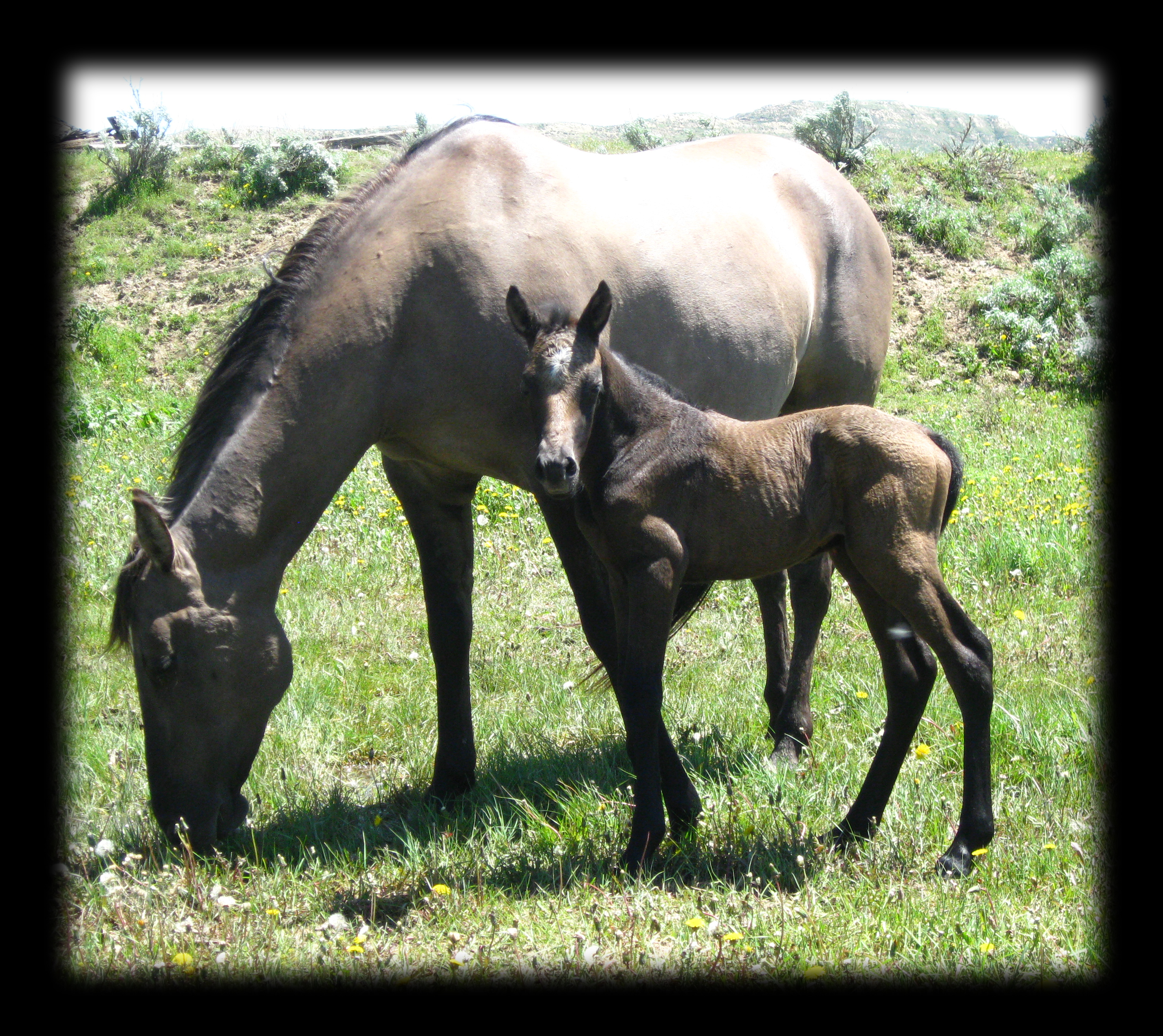 Buckskin stallion Hollywood Buck and The Gold Kat